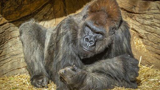 Your daily 6: Twitter blocks 70K QAnon accounts, 'Trump' drawn on back of Florida manatee, gorillas test positive for COVID-19