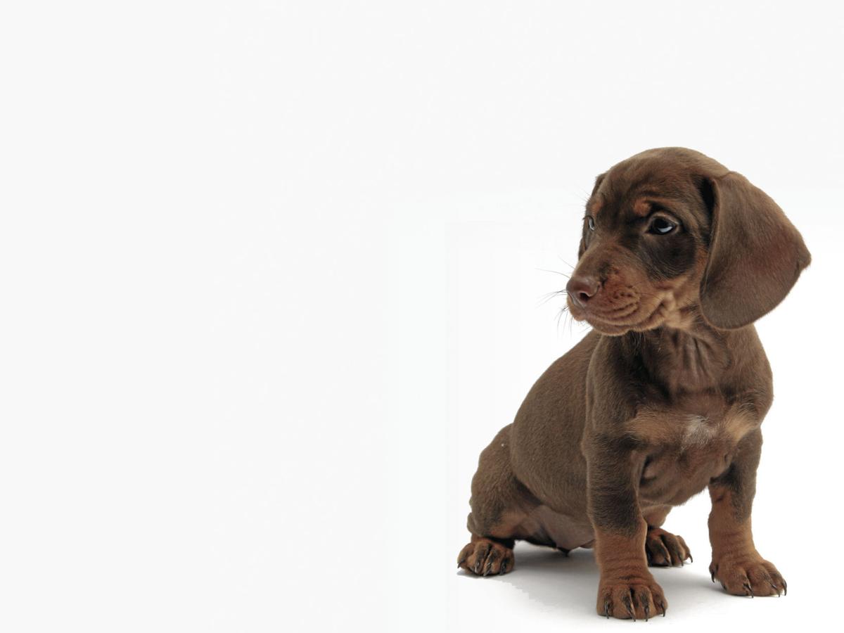 puppy2_CMYK.jpg