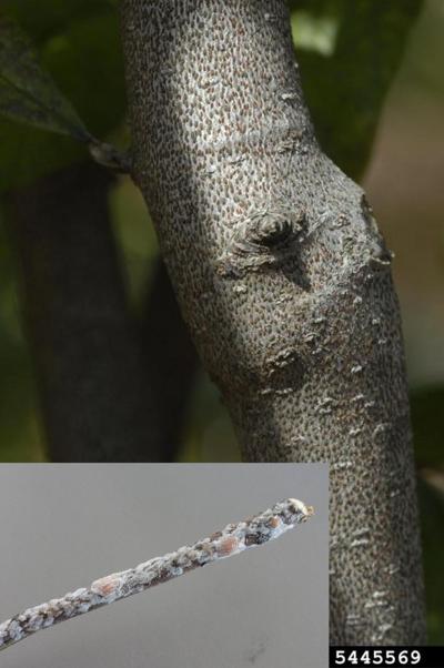 Magnolia Scale Insect White splotches on magnolia branches could be insect pest