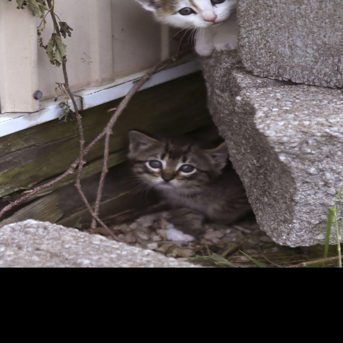 Along 1 44 Cat Problem Becomes A Nightmare Political Fix