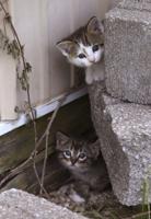 Along 1-44, cat problem becomes a nightmare