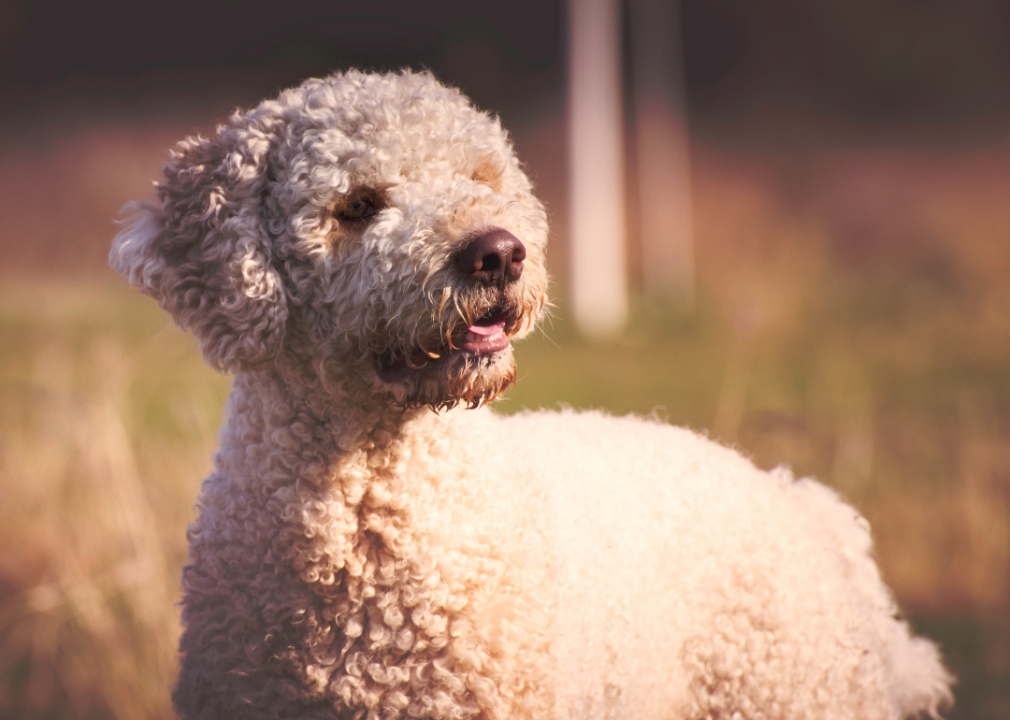 23 dogs that won't make you sneeze