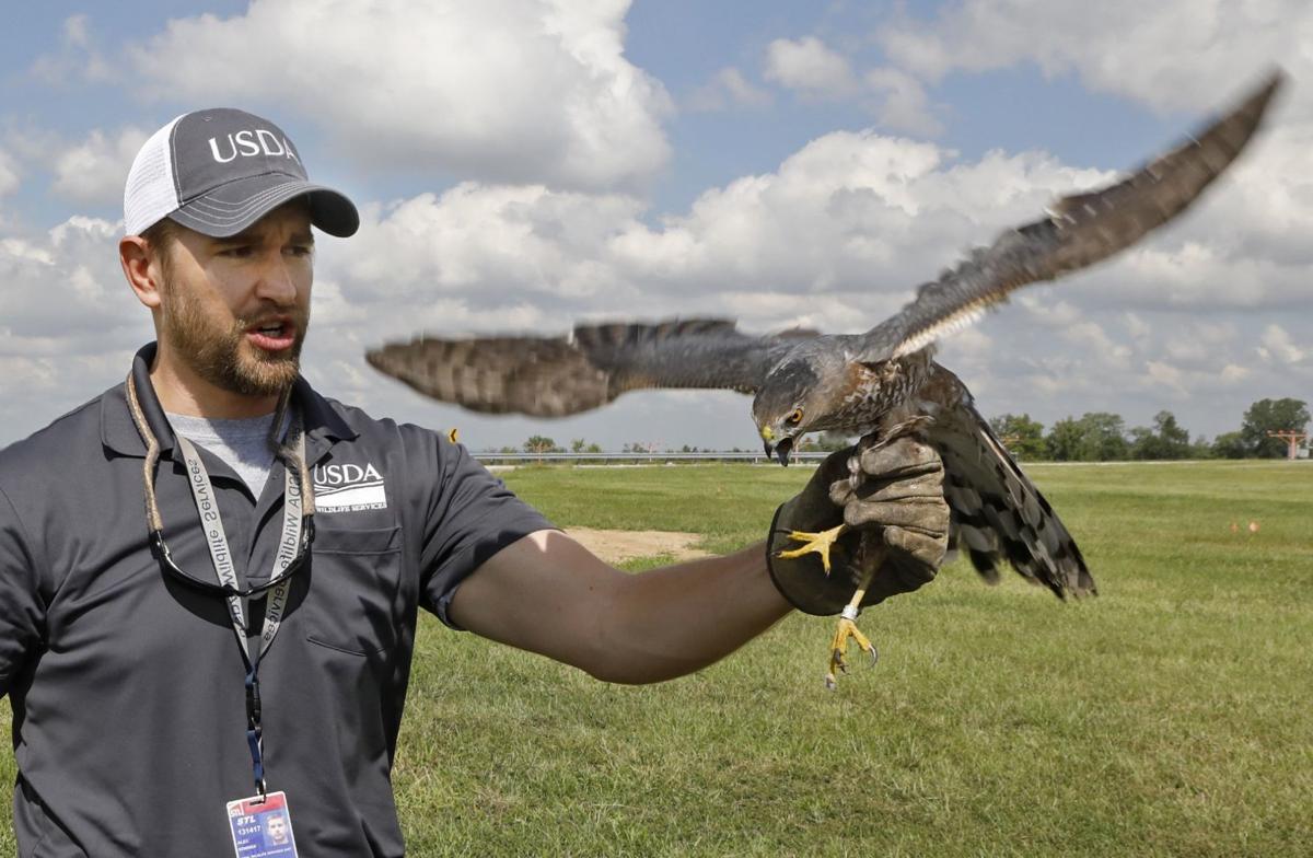 Keeping airplanes safe from birds is a full-time job