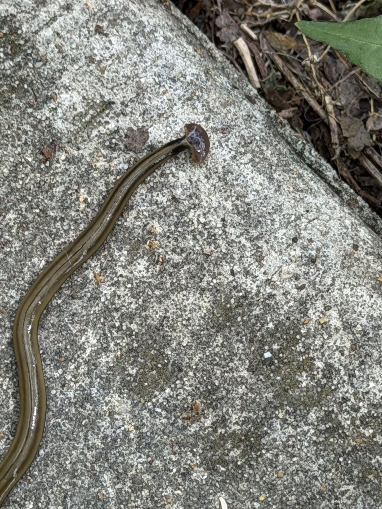 Hammerhead worm at south �����Ӱ�ԭ�� County park