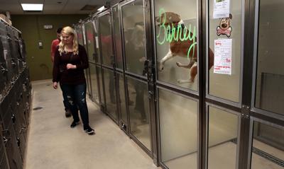 County employees walk dogs, clean cages at animal shelter while volunteers reapply for jobs