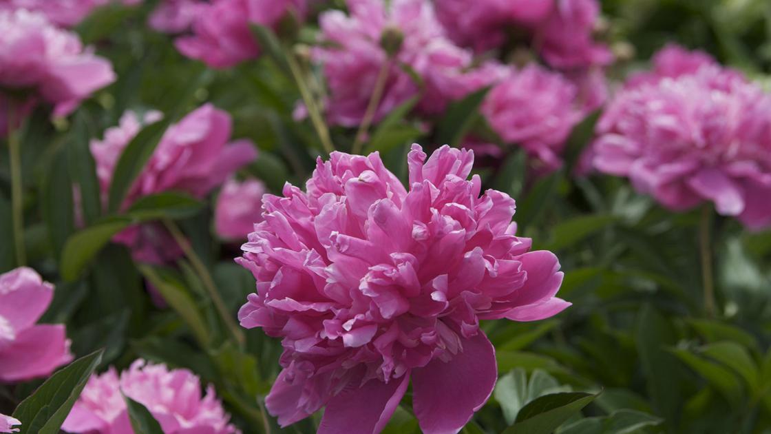 Don’t dig up peonies during growing season | Home & Garden