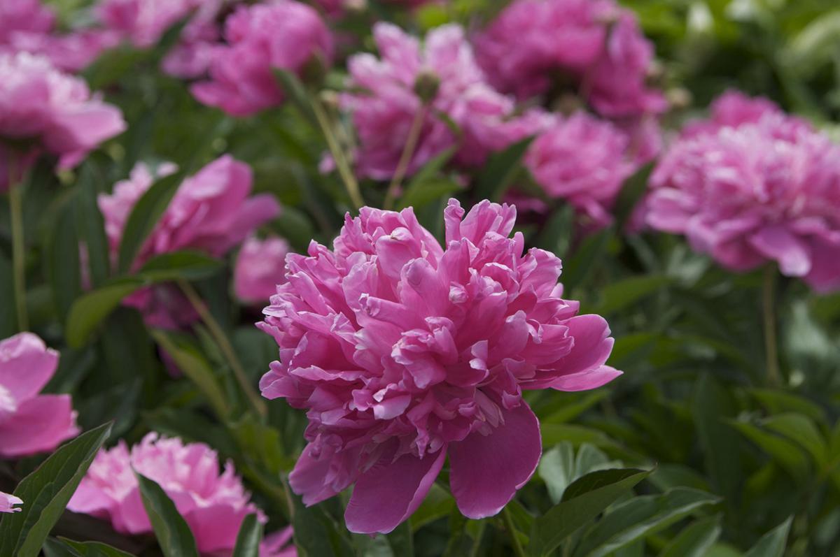 Ants on Peony Flowers: An Example of Biological Mutualism // Missouri  Environment and Garden News Article // Integrated Pest Management,  University of Missouri