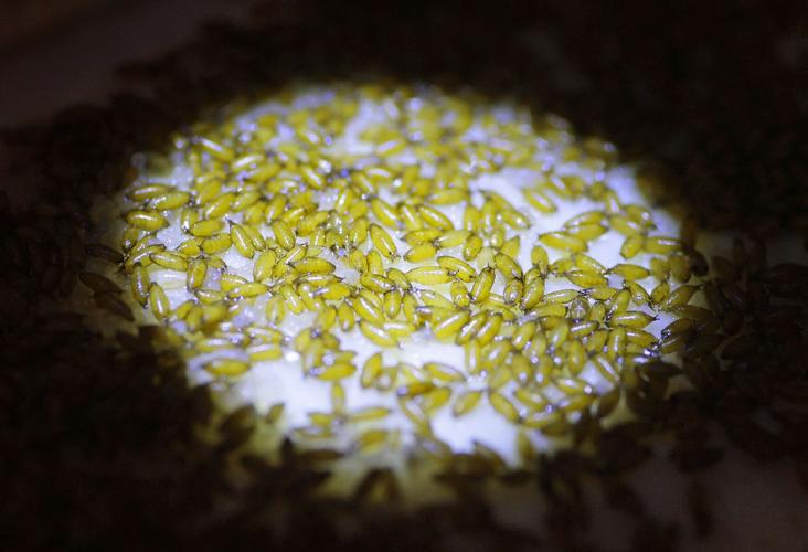Maryland Heights company alters pest insect genes to protect crops