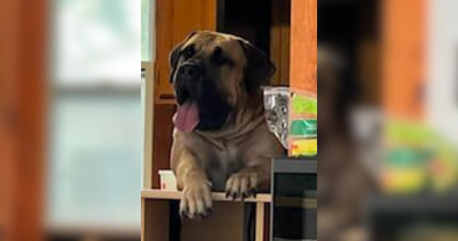 Messenger: Questions in case of dead dog in St. Louis County shed light on another death - Vimarsana News