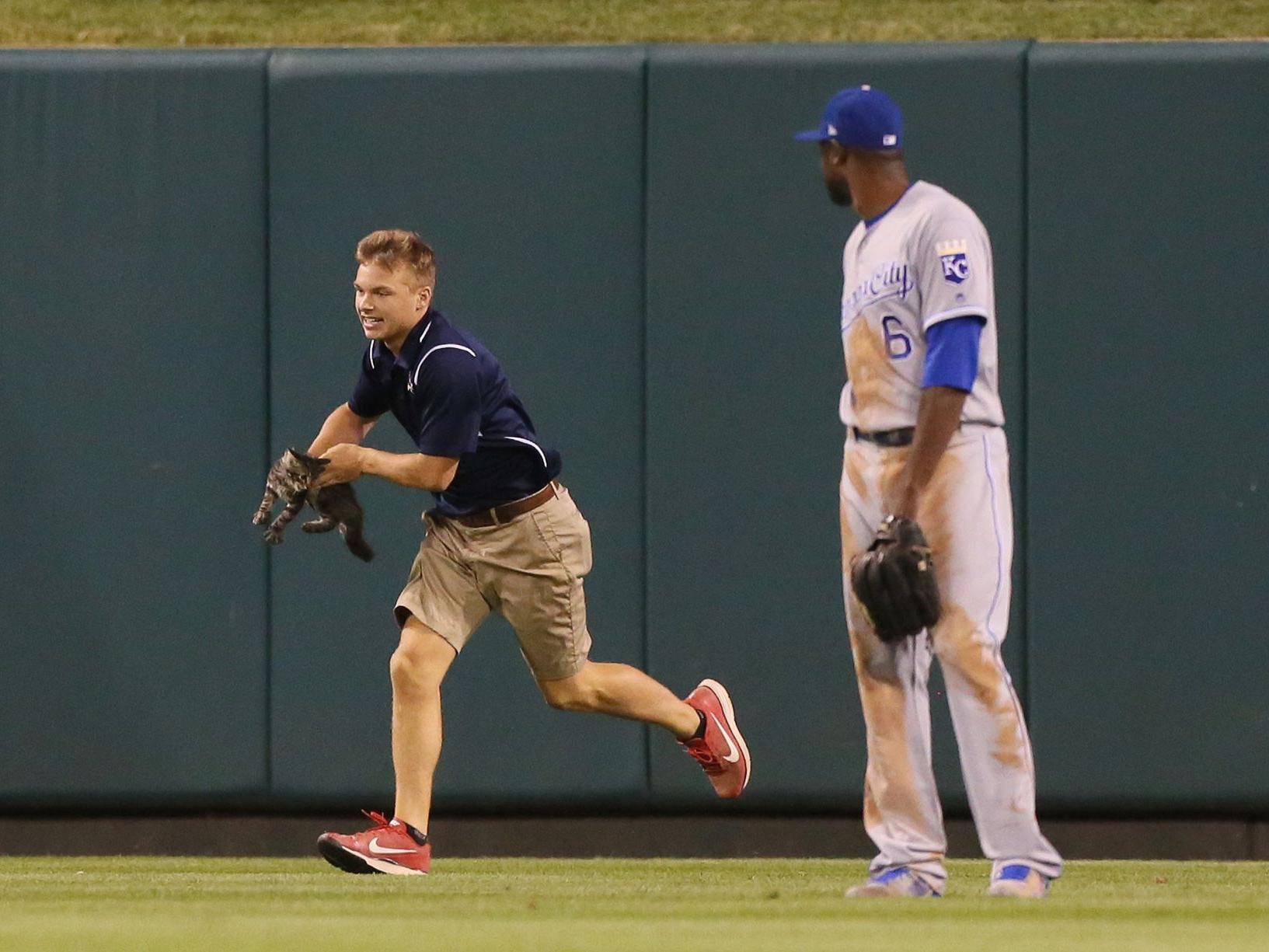 Rally Cat Custody Case Feral Cat Center Has Him Cardinals Want Him Metro Stltoday Com