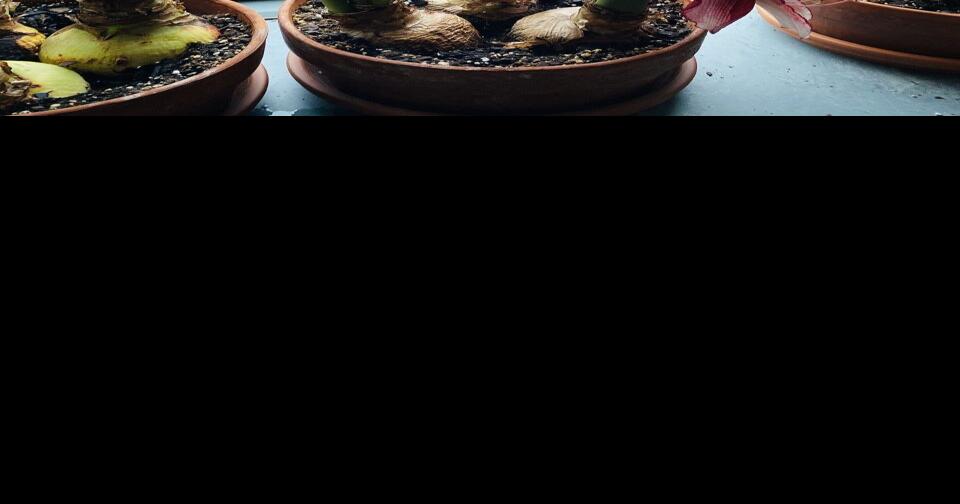 How to grow amaryllis from a bulb