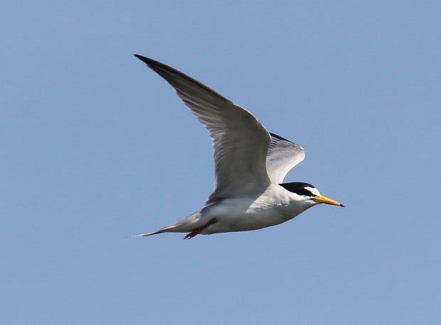 Biologists Turn Old Barges Into Nesting Area For Endangered Bird