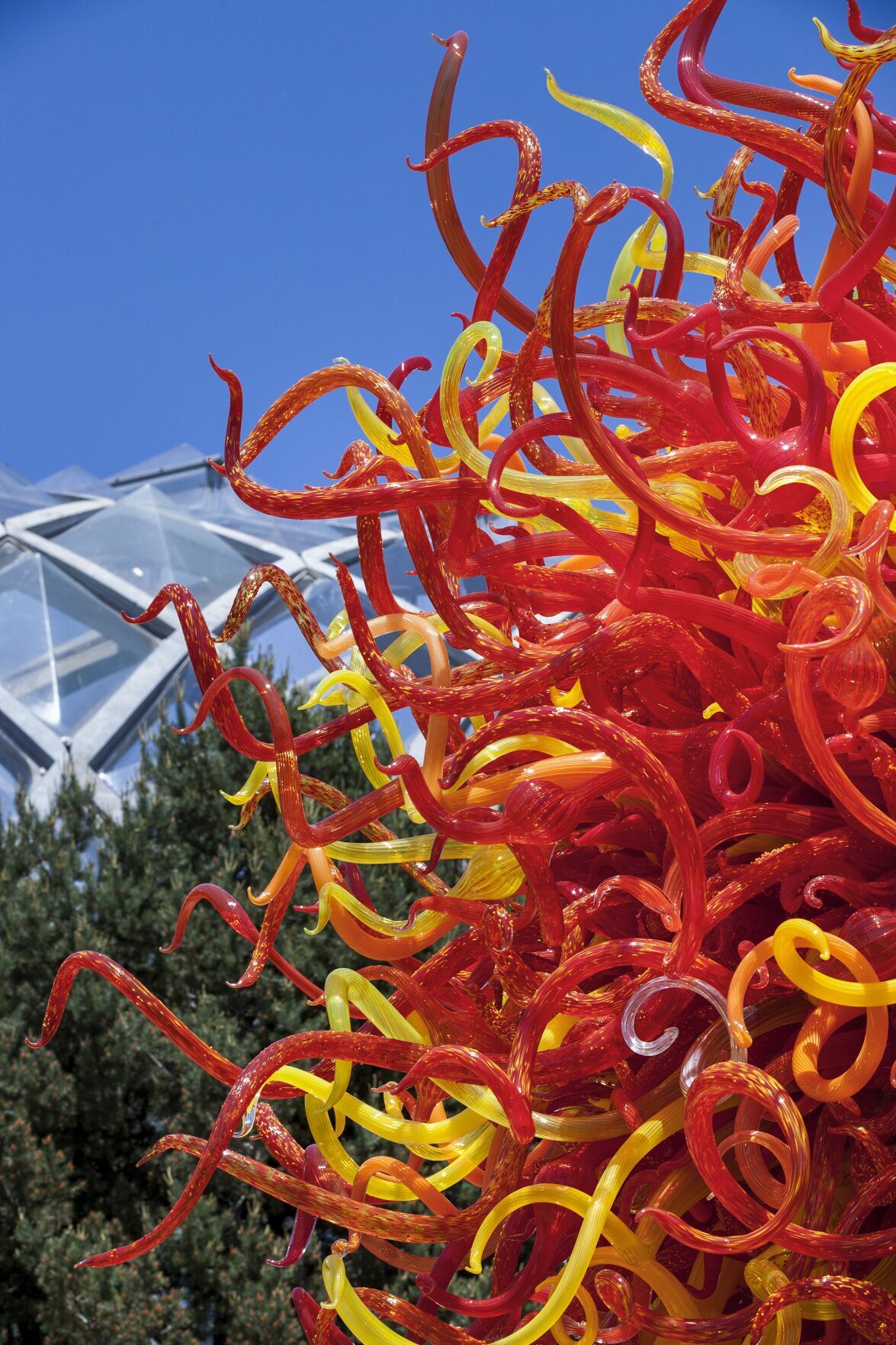 Glass artist Chihuly will bring 'most ambitious' exhibition to Missouri  Botanical Garden