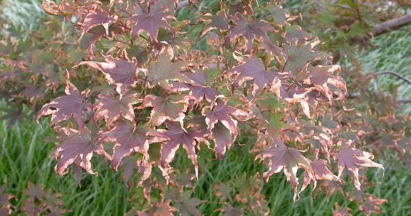 Gardening Q&A How to stop browning of Japanese maples Laura Chaves Missouri Botanical Garden