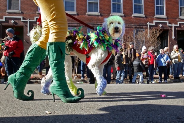 st louis mardi gras pet parade