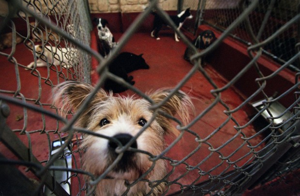 Missouri to order Gasconade dog pound closed, says St. Louis health director