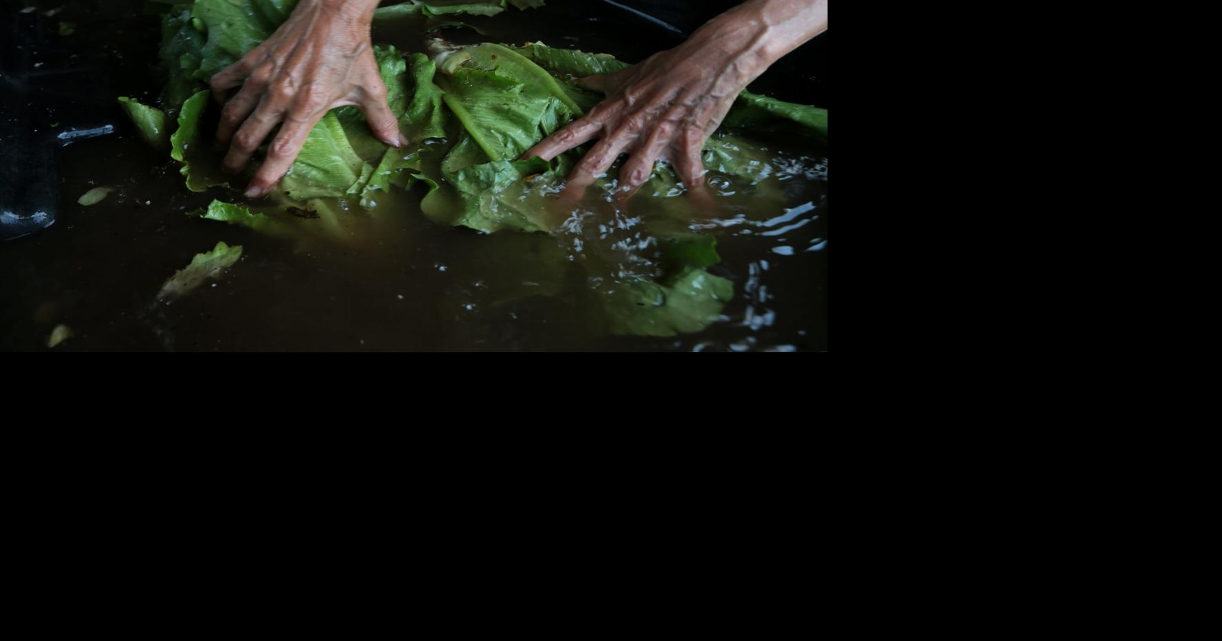 Tainted salad in St. Louis came from farm tied to McDonald’s E ...
