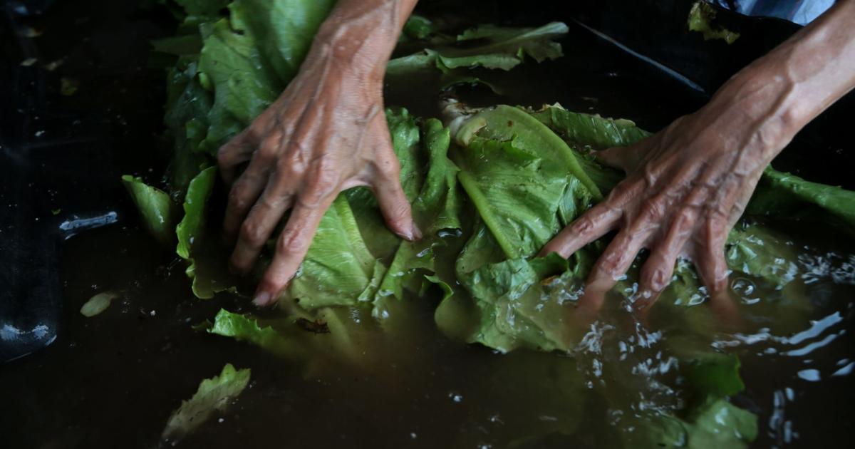 Tainted salad in St. Louis came from farm tied to McDonald’s E ...