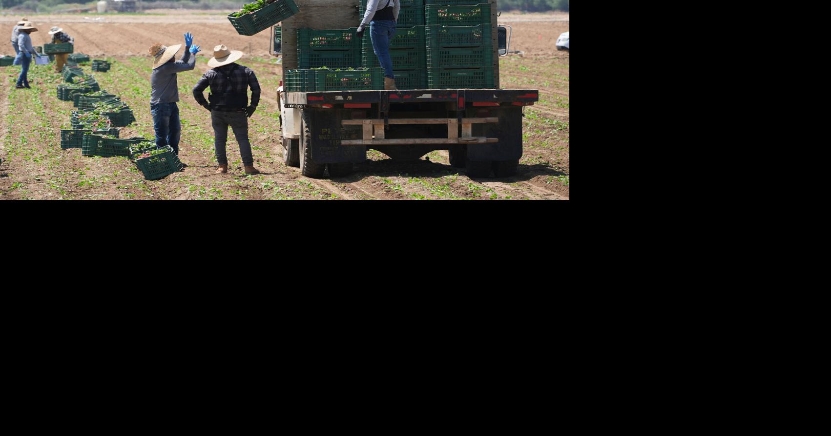 Trump curbs immigration enforcement at farms, meatpacking plants ...