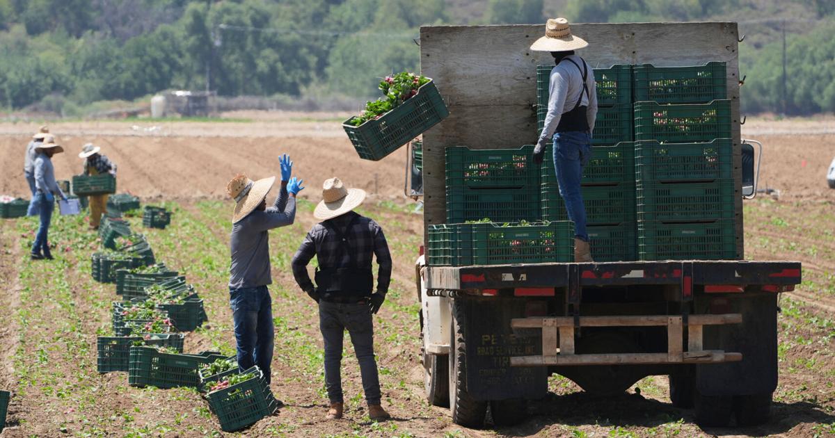 Trump curbs immigration enforcement at farms, meatpacking plants ...