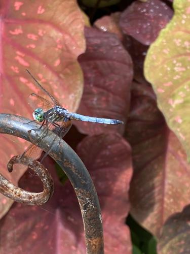 Adult male blue dasher dragonfly