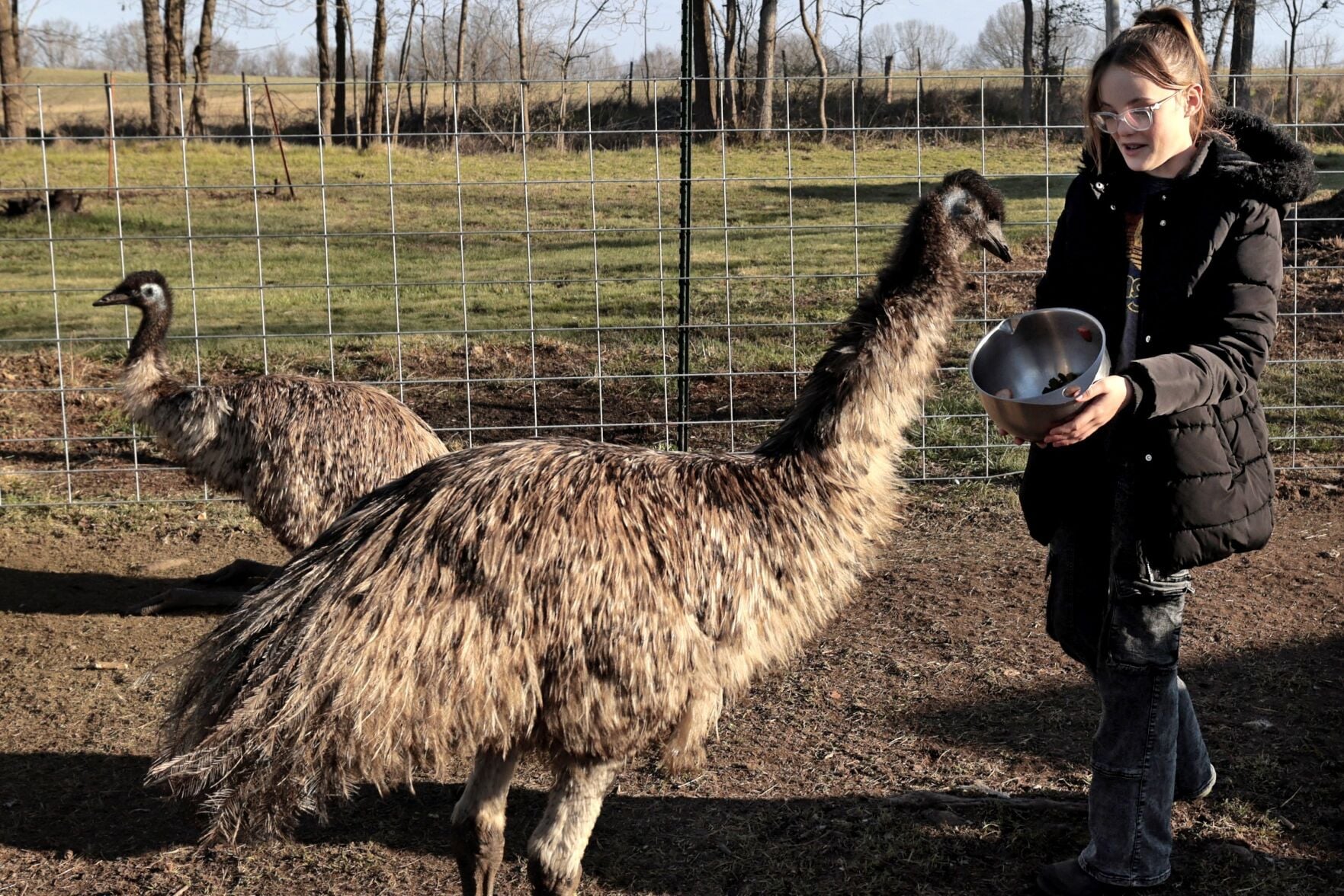 Emu Farm The Rocks Photos: Lawmaker Matthew Overcast and his backyard emu farm