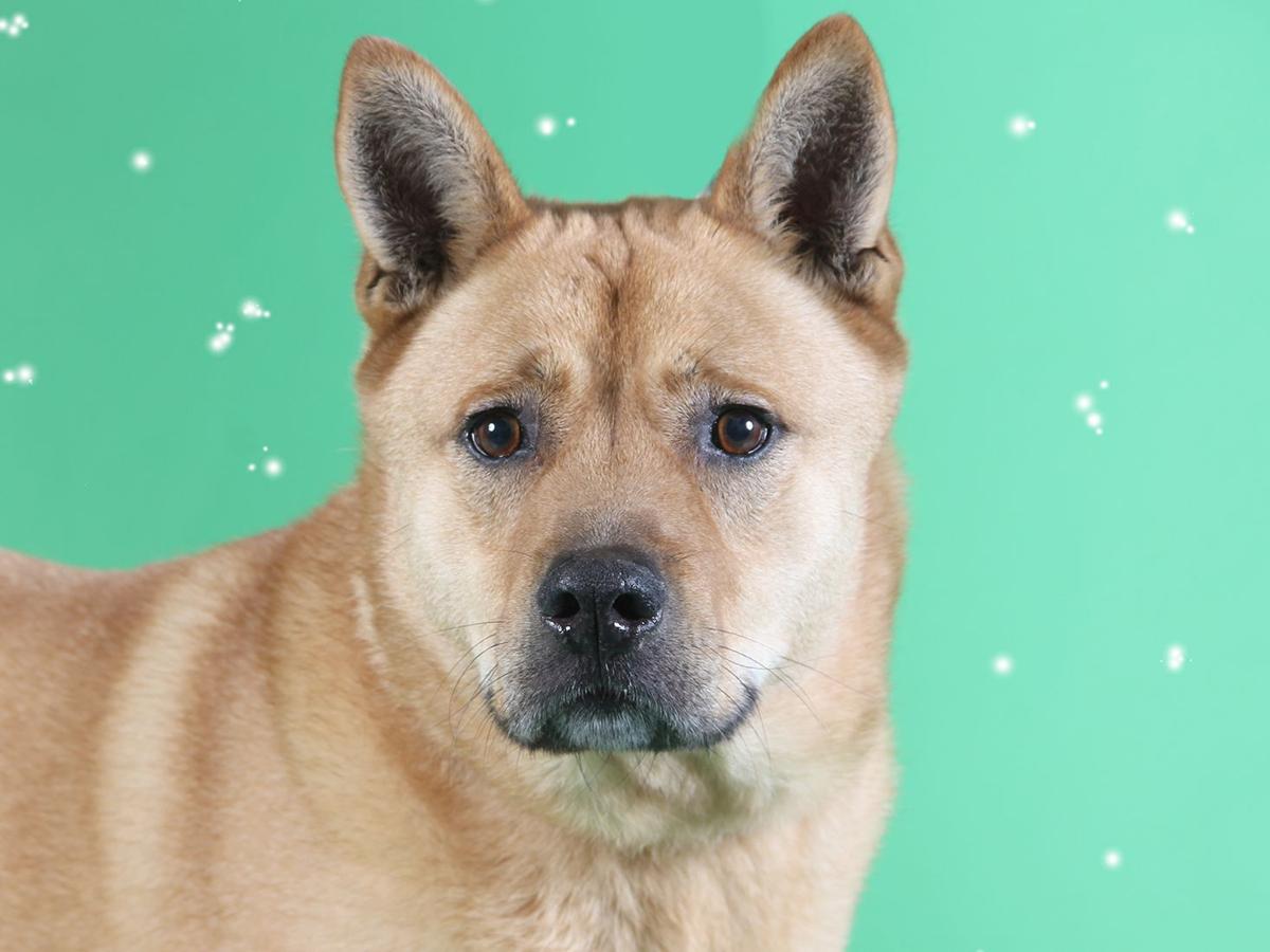 Pets Of The Week Pit Bull Terrier Akita Mix Domestic Shorthair