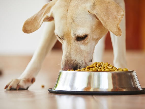 How to Get Dogs to Eat Slower