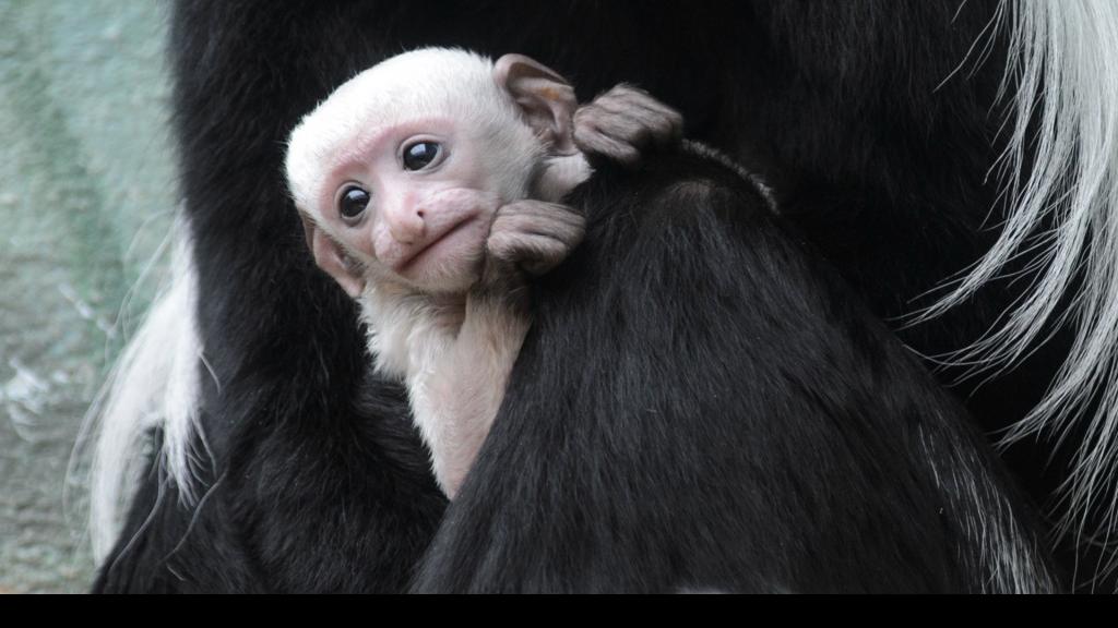 Baby monkey born on Halloween now on display at St. Louis Zoo | Metro | 0