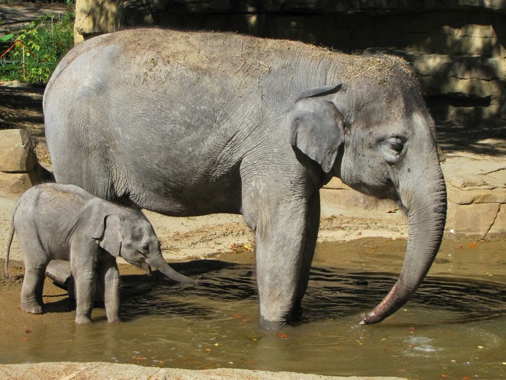 Young St. Louis Zoo elephant Kenzi dies | Metro | comicsahoy.com