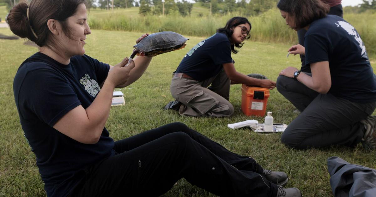 Photos: St. Louis Zoo researchers monitor microplastics in turtles