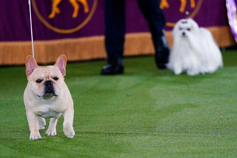 Photos Scenes from the 2022 Westminster dog show
