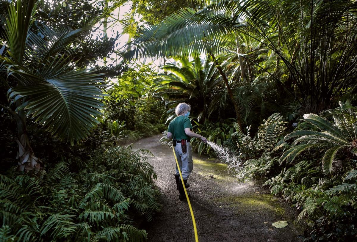 Climatron Celebrates 60th Birthday at Missouri Botanical Garden