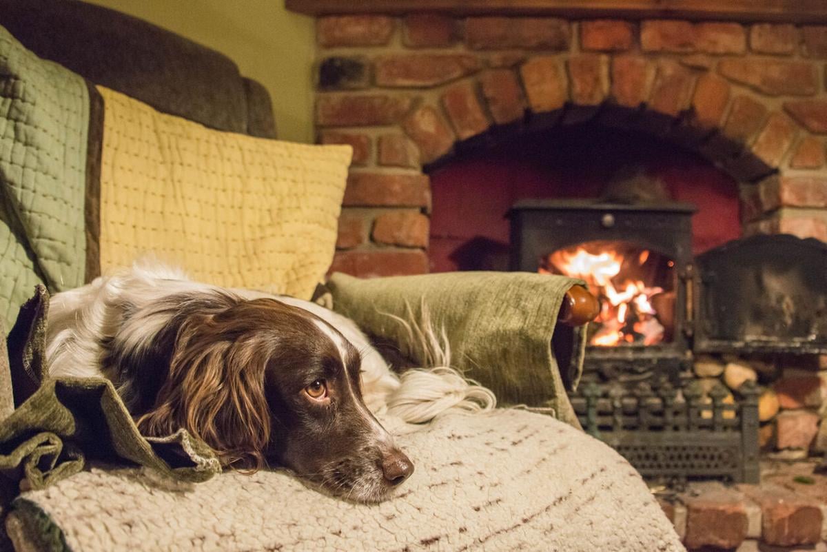 Escape to these pet-friendly retreats that won't blow your budget - Image