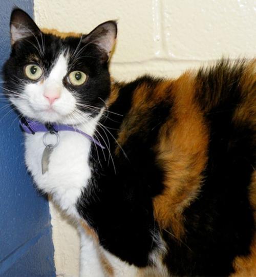 Pet Of The Week Annie A 3 Year Old Calico Cat Pets Stltoday Com