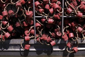 USGS collects nets and conducts research in effort to minimize invasive carp fish at Creve Coeur Lake