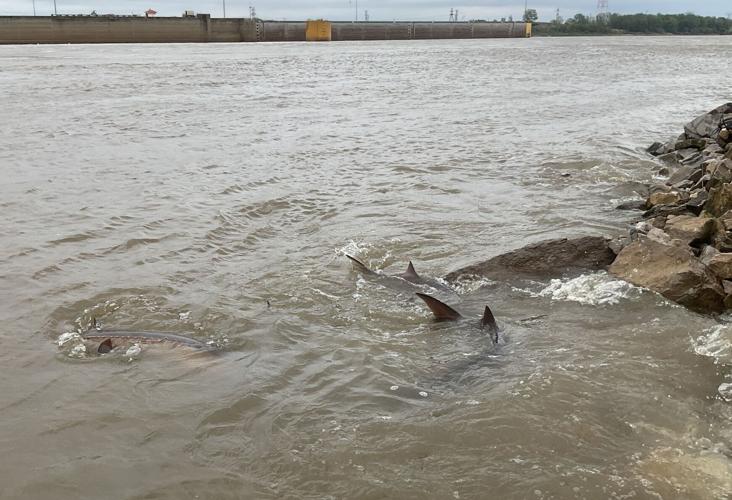 Lake Sturgeon spawn in the Mississippi River near Alton in 2025