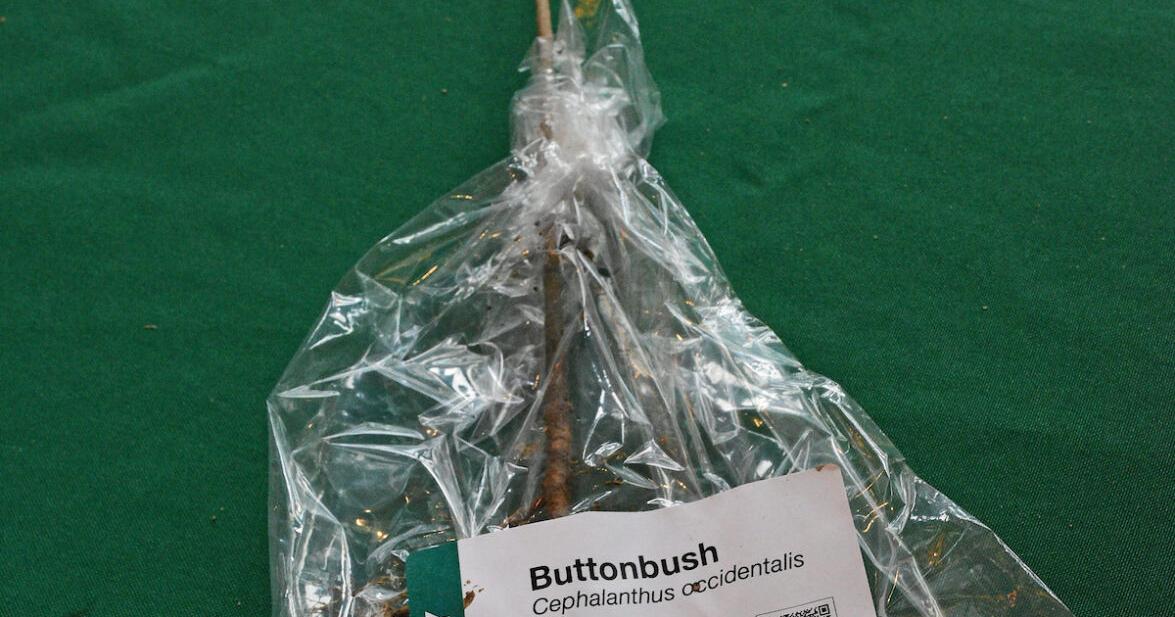 Plant bare-root seedlings as soon as you can (but not while ground is frozen)