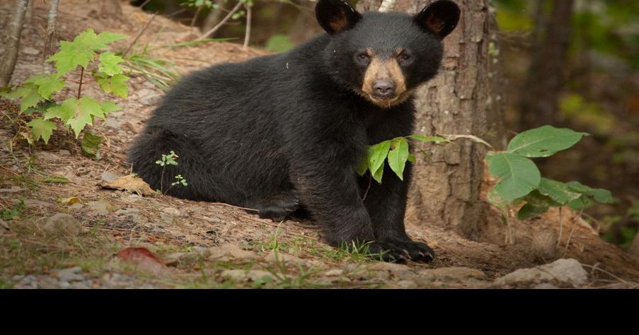 Black bears and their cubs roam Affton. Just throw your trash in there.