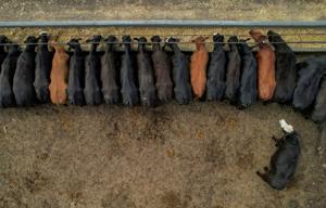 US beef prices stay red-hot for summer cookouts