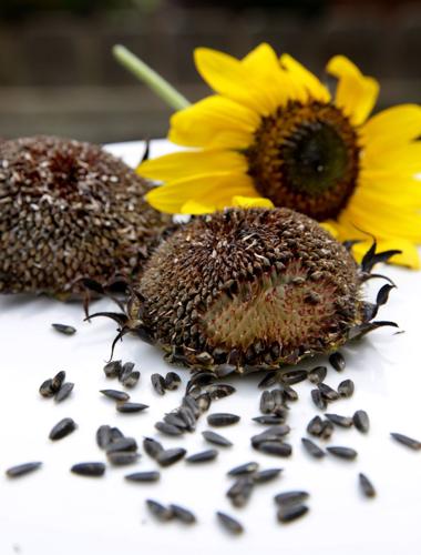 Sunflowers And S Cooking From Your
