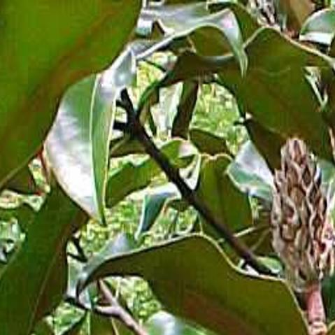 Bracken S Brown Beauty Magnolia Won T Bloom Until Summer Home Garden Stltoday Com