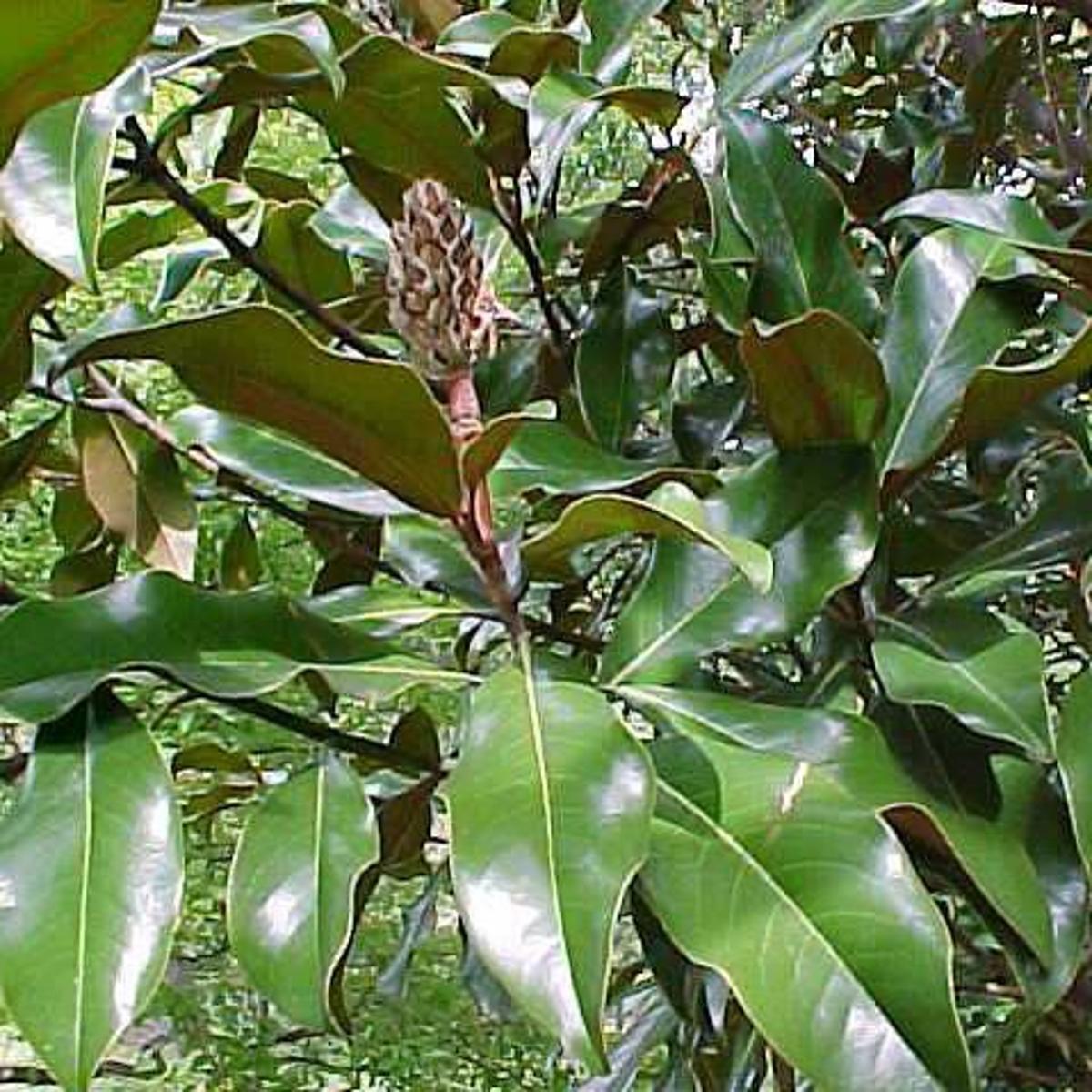 Bracken S Brown Beauty Magnolia Won T Bloom Until Summer Home Garden Stltoday Com