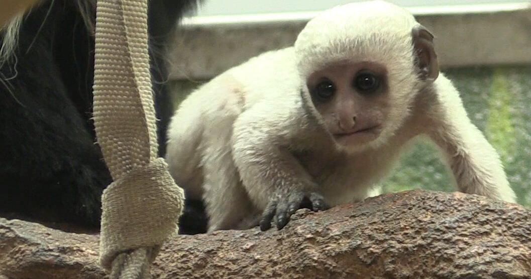 Welcome, Ficus! St. Louis Zoo welcomes first monkey born since opening of outdoor primate habitat | Hot List Welcome, Ficus! St. Louis Zoo welcomes first monkey born since opening of outdoor primate habitat | Hot List