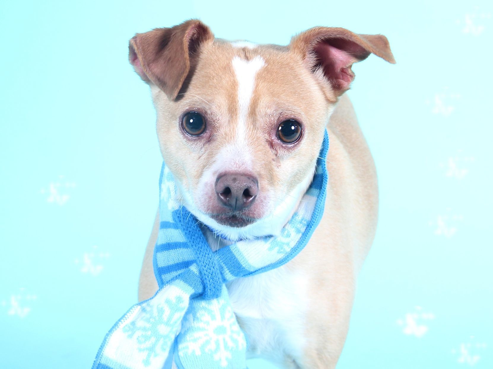 foxhound mix puppies