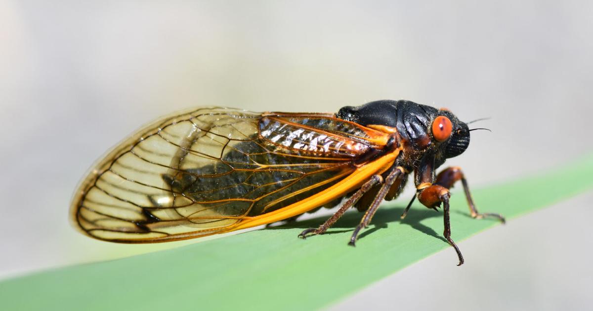 'Cicadaheads' armed with tech, ready to take on alien bug invasion