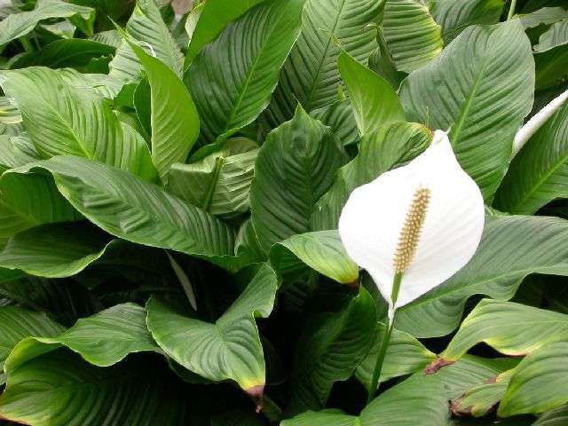 Peace lily droops if it's too wet or too dry Home and