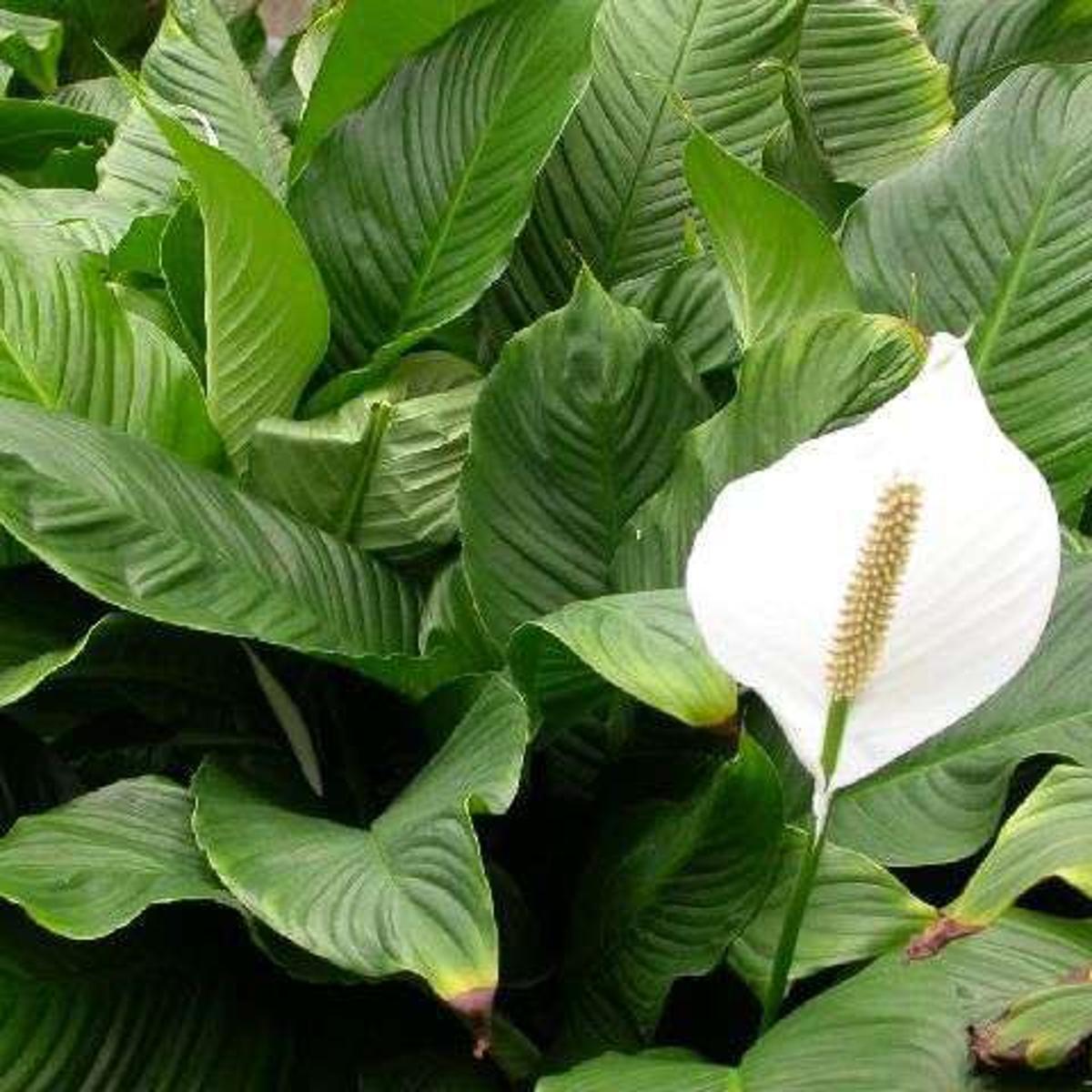 Peace Lily Droops If It S Too Wet Or Too Dry Home Garden