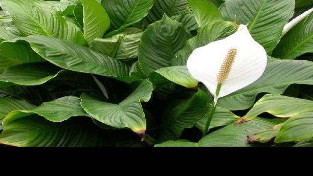  Peace  lily  flowers turn green as they age Home Garden 