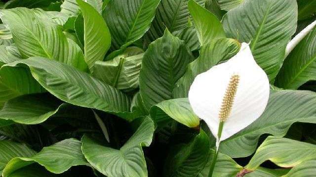 Peace lily flowers turn green as they age Home Garden Peace lily flowers turn green as they age Home Garden
